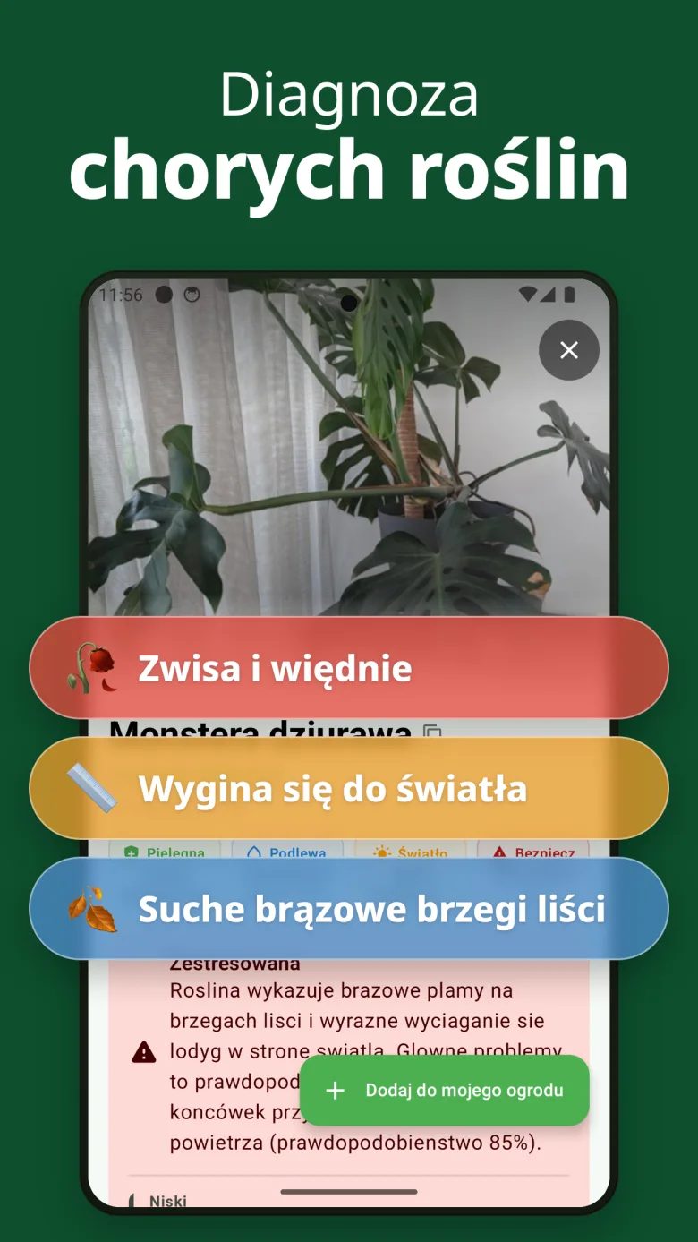 Szczegółowy przewodnik pielęgnacji z informacją o toksyczności