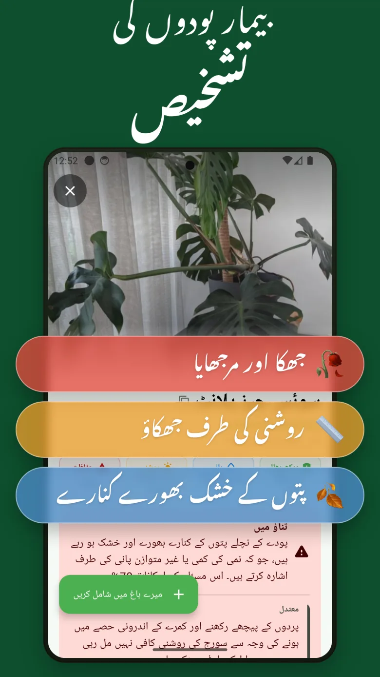 زہریلے پن کی معلومات کے ساتھ تفصیلی دیکھ بھال گائیڈ